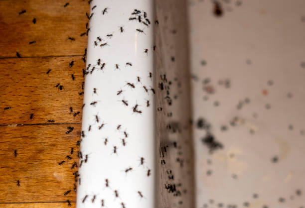 Best Spider Control Near Me  in Osage, IA