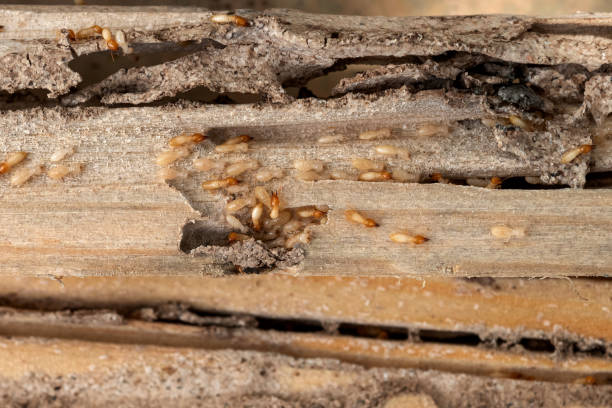 Best Pest Prevention Services  in Osage, IA